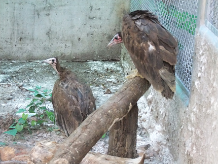 Flight of an Eagle Owl